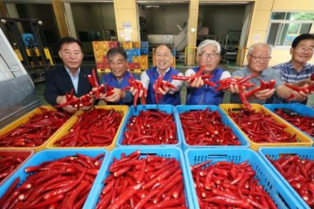 임실군, 2026년산 홍고추 수매 시작, 1,450톤 매입해 농가소득 높인다