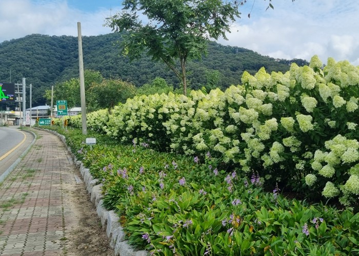 광주시, 곤지암읍 칸나·수국 꽃길 절정, 여름 도로경관 볼거리 선보여