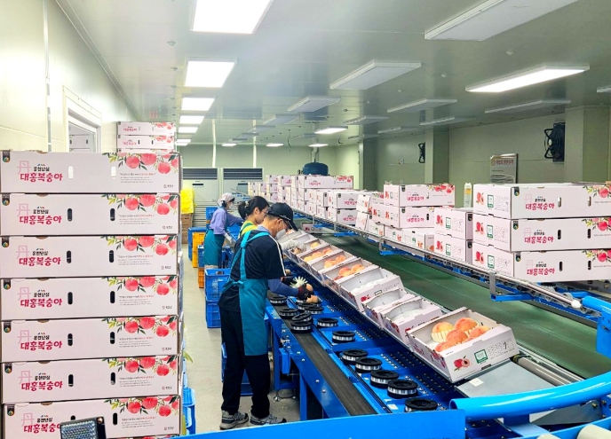 홍천군, 홍천 대홍 복숭아 휴가철 특별 판매, 홍천휴게소·관광지에서 만난다