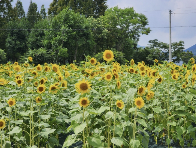 예산군, 덕산온천관광지 해바라기 단지 조성, 황금빛 꽃밭·산책로·포토존 새로운 볼거리