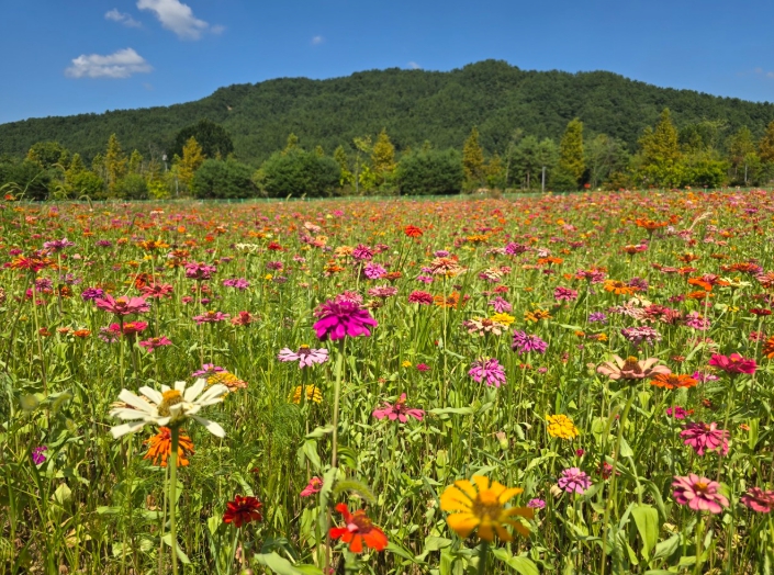 대전 서구, 갑천친수구역 1만 평 백일홍 꽃정원 개방, 만개한 꽃길 따라 즐기는 도심 산책