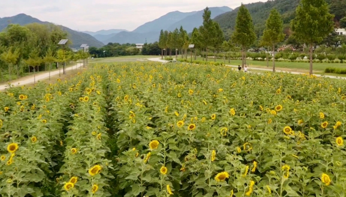양산시, 황산공원 해바라기 만개, 광복절 연휴까지 즐기는 700평 노란 꽃밭