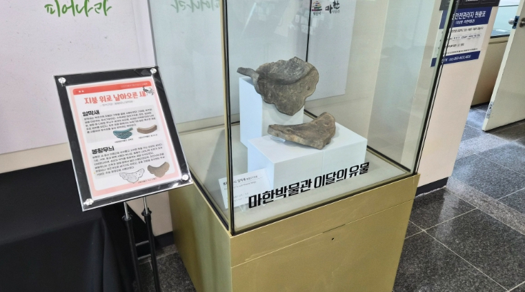 익산시 마한박물관, 이달의 유물전 지붕 위로 날아오른 새 개최, 조선시대 봉황무늬 암막새 전시