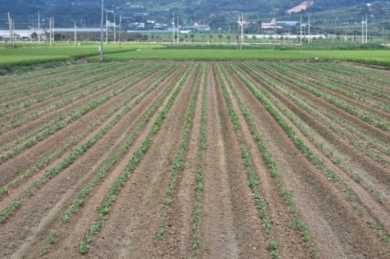 순천시, 낙안면 3기작 재배 64ha로 확대, 조사료·팥 재배로 쌀 생산 조절·농가소득 증대