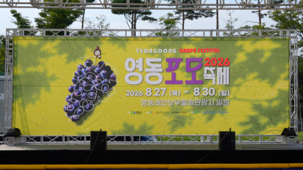 영동군, ‘2026 영동포도축제’ 13만 5천여 명 방문, 포도따기·포도밟기·미식 체험 인기
