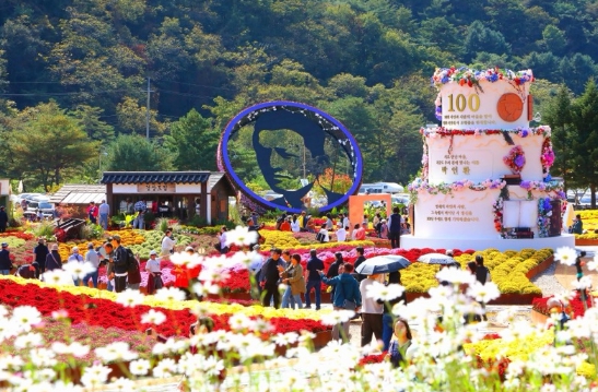 인제군, ‘2026 인제가을꽃축제’ 10월 18일까지 연장, 국화·구절초 가을꽃 절정