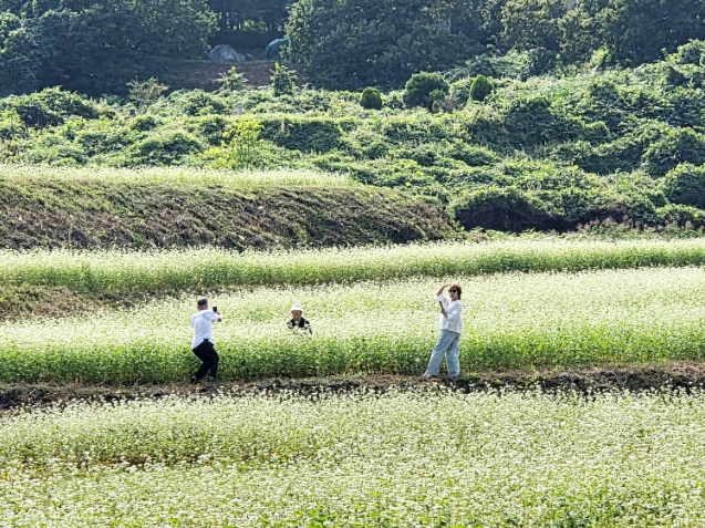 함양군, ‘시목작은마을 메밀꽃축제’ 10월 9일 개최, 메밀꽃과 허수아비 어우러진 가을 농촌 풍경