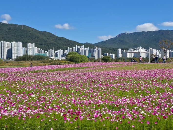 김해시, 대동생태체육공원 코스모스 10월 만개, 2만 5,000평 분홍빛 가을 풍경 장관