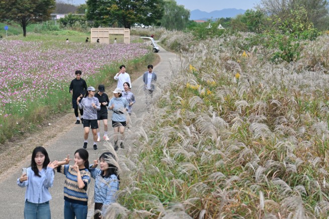 전남광주 서구, ‘제11회 광주서창억새축제’ 10월 15일 개막식 개최, 억새밭 밝히는 11개의 등불