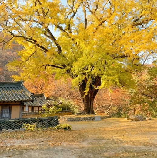 경상북도, 가을 은행나무 명소 소개, 경주 운곡서원·안동 용계리 등 노거수 여행지